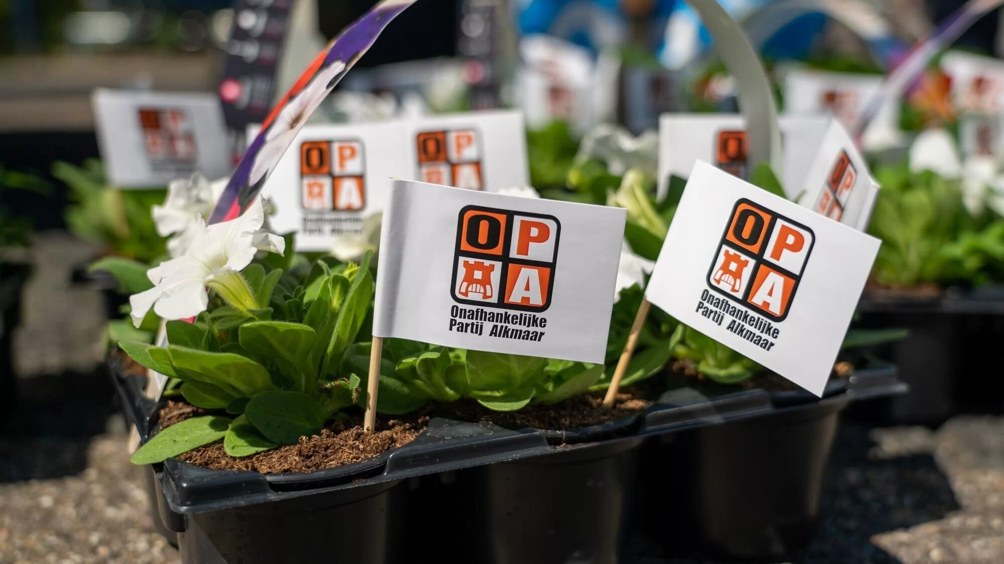 OPA Alkmaar