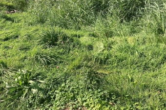 Groenonderhoud berm Kasteellaan en hondenuitlaatveld Oudorp